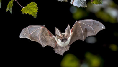 Lesser Horseshoe Bat image