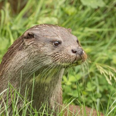 Otter Image